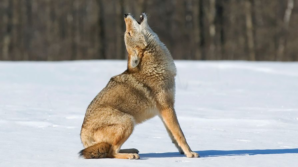 Coyote Howl Hike at Rollins Savanna Forest Preserve